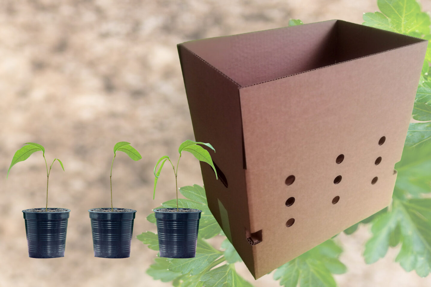 Caisse spéciale pour plantes